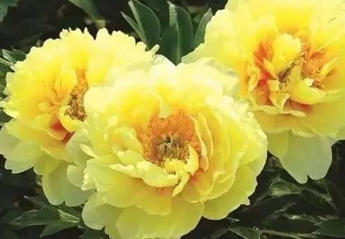 牡丹花四大名品为 姚黄,魏紫,豆绿,赵粉