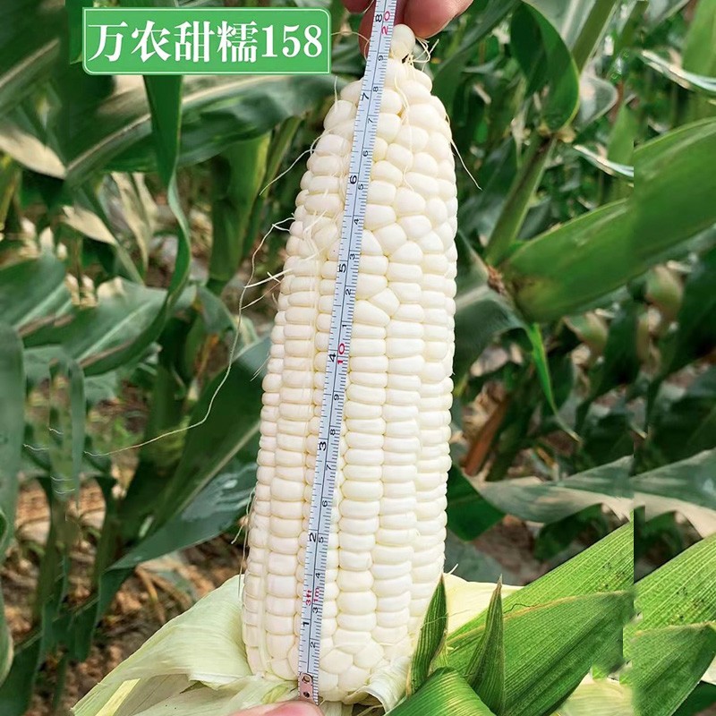 万农甜糯158是万农高科集团有限公司培育的甜加糯型玉米品种,具有
