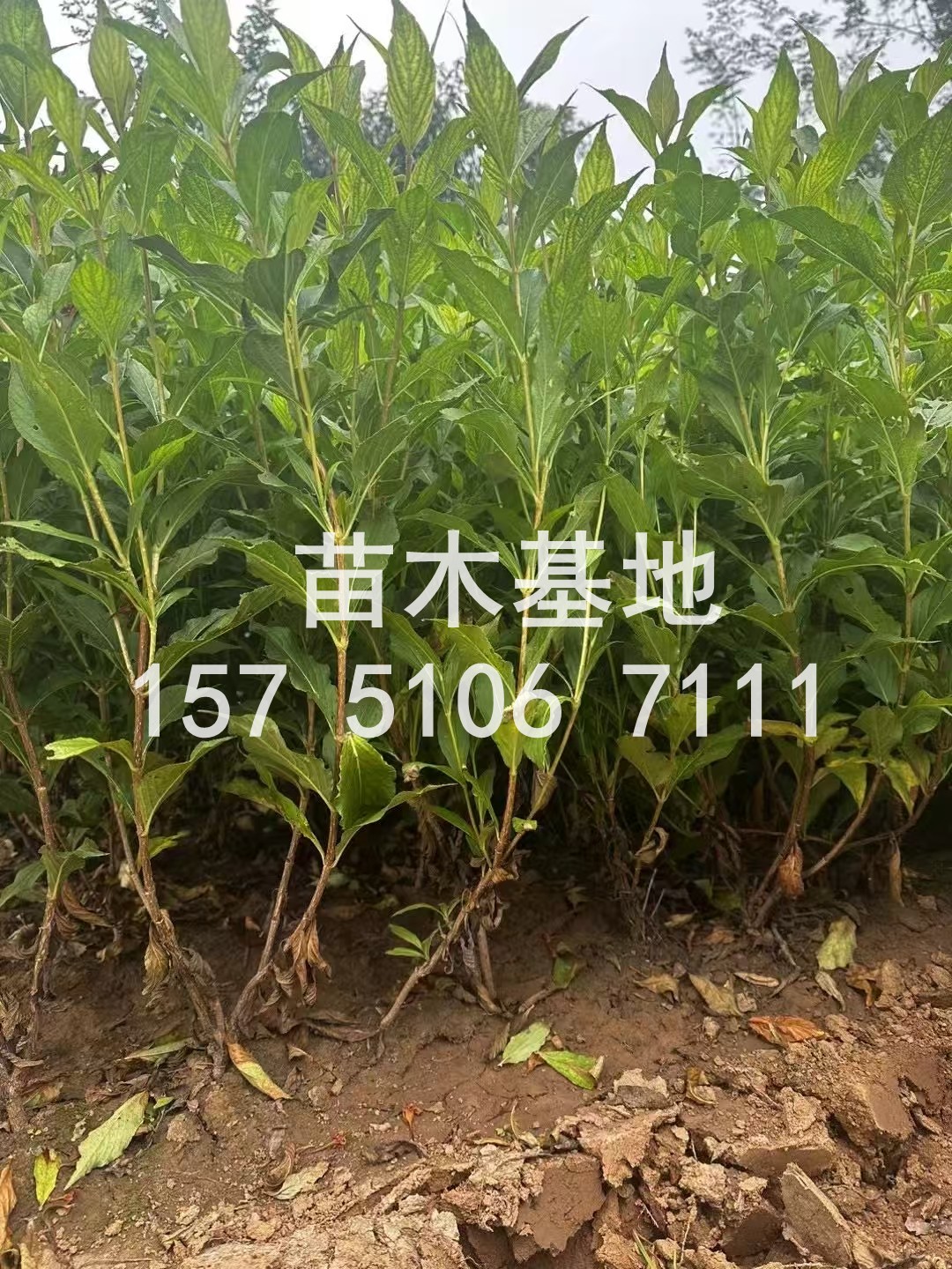 给小区添点绿还是自家院子想搞点小清新又或者工程上急需一批行道树