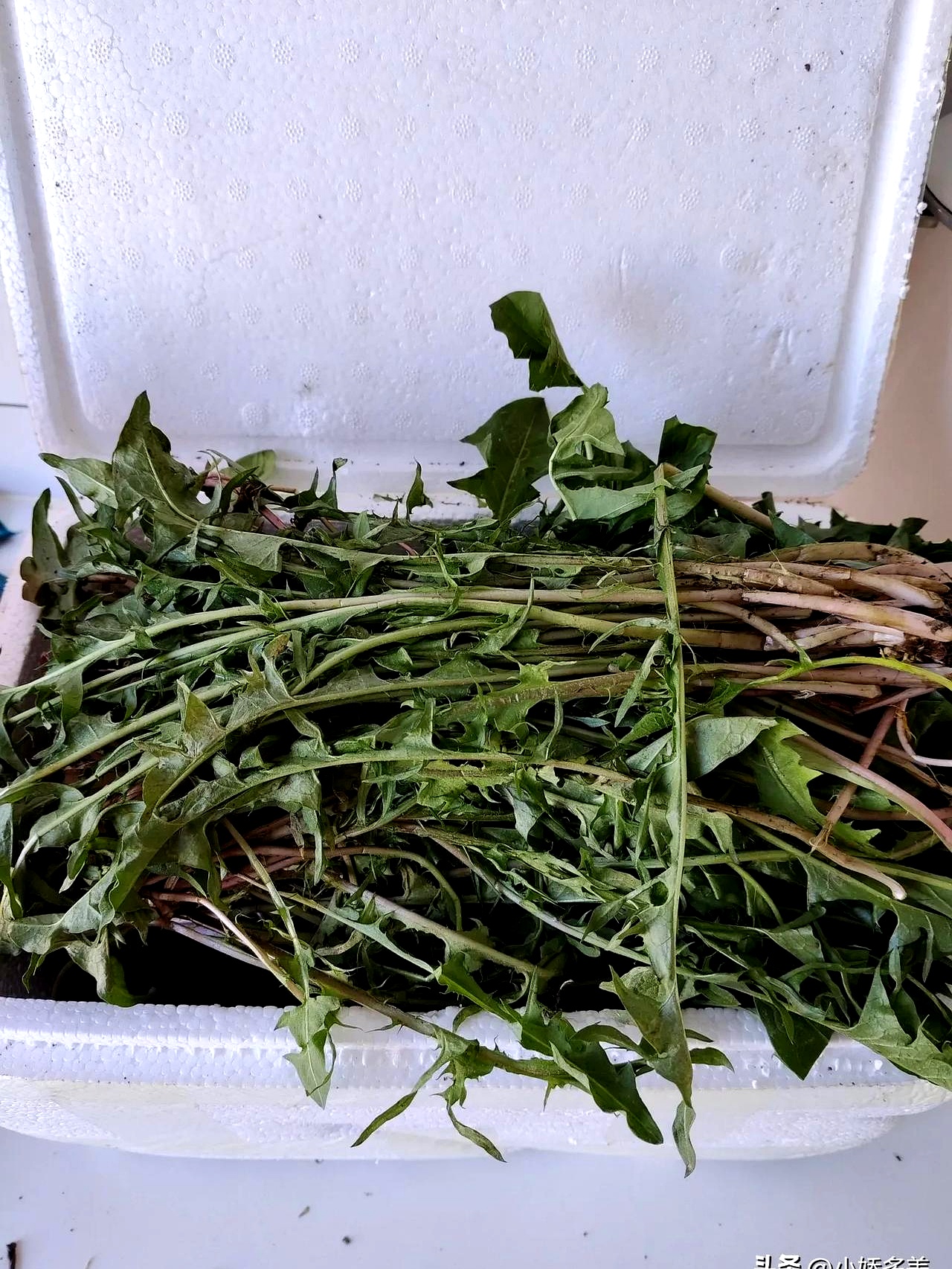 肺结节?  婆婆丁+荷包蛋?  这土方子亏也真敢信