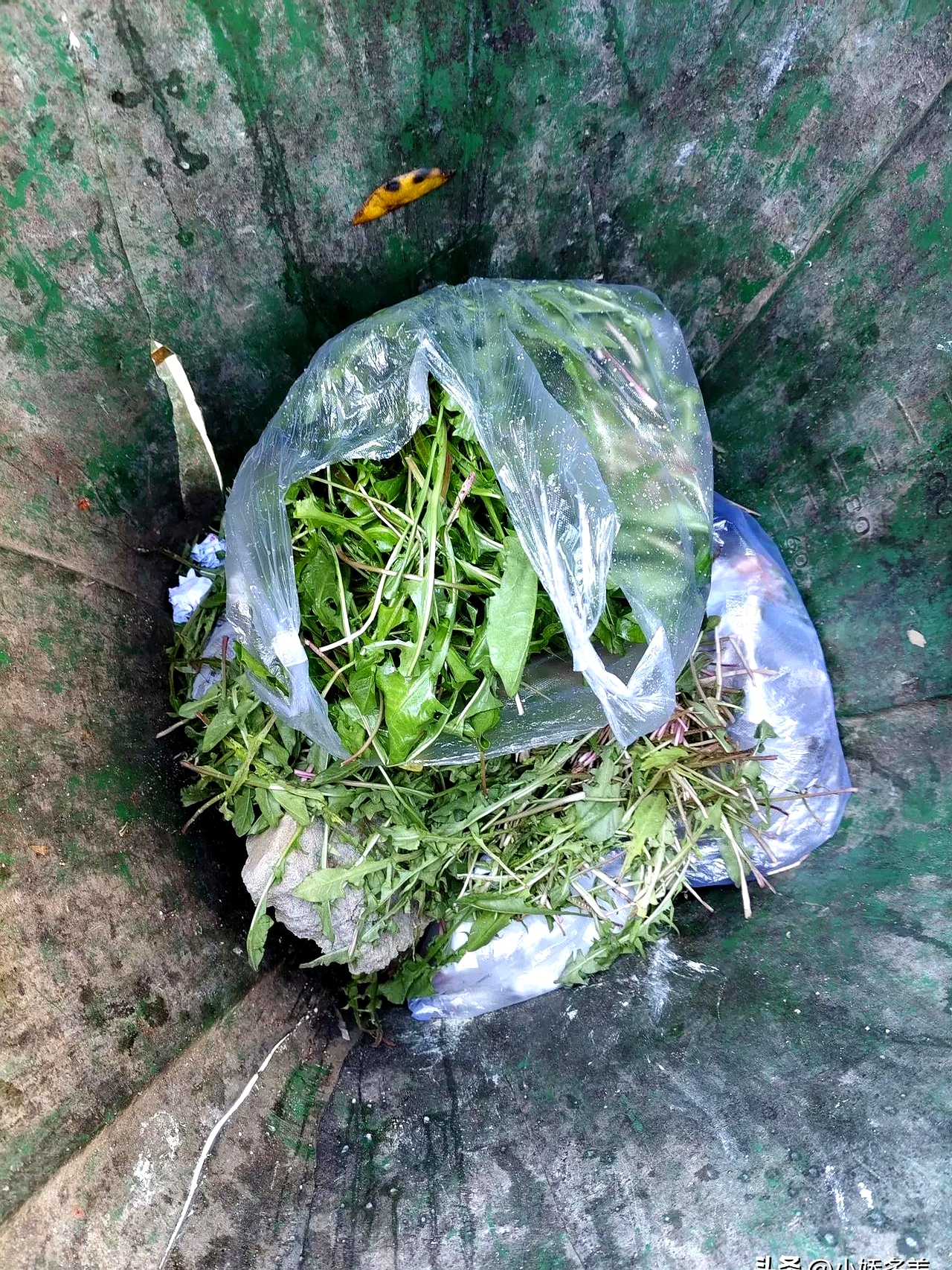 肺结节?  婆婆丁+荷包蛋?  这土方子亏也真敢信