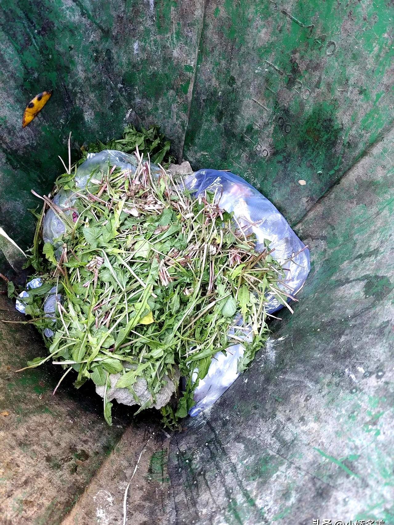肺结节?  婆婆丁+荷包蛋?  这土方子亏也真敢信