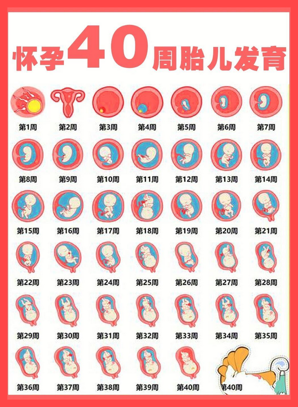 怀孕多少周子宫最大3周的胚胎有多大胚胎里的器官发育女性子宫发育