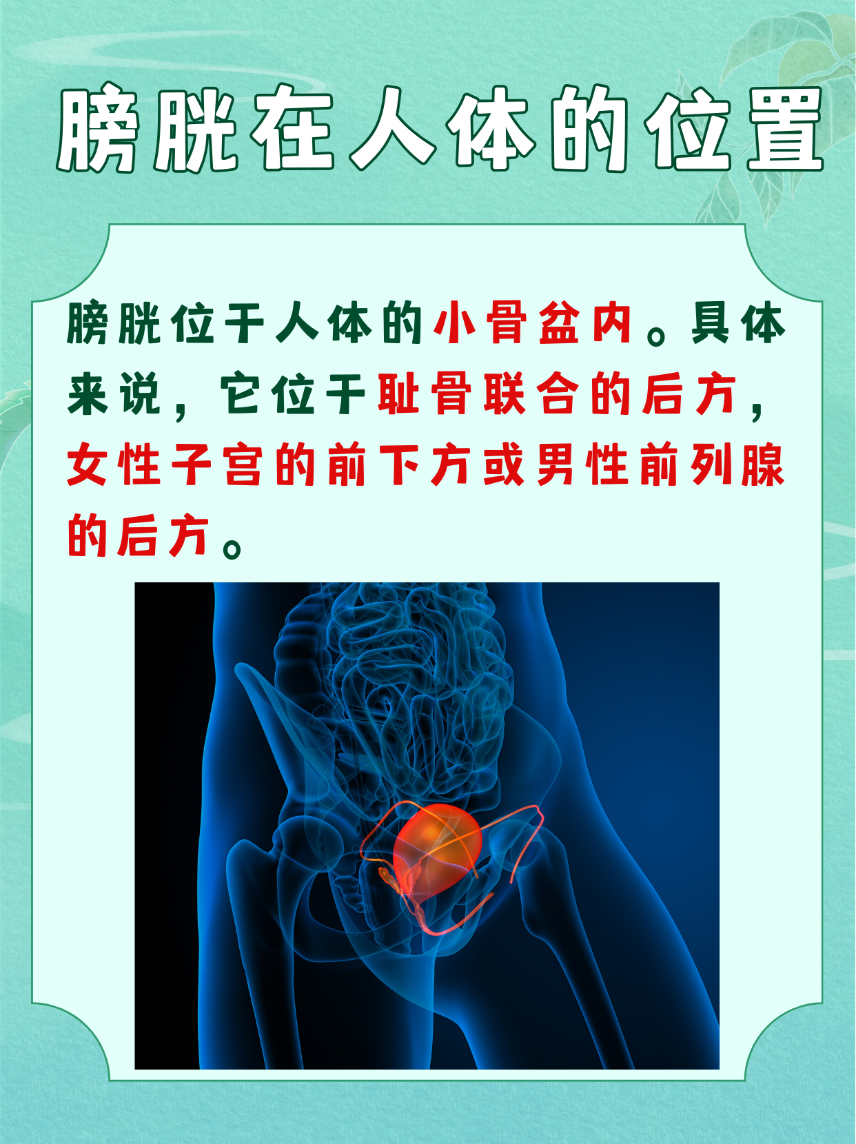 女性是有膀胱的