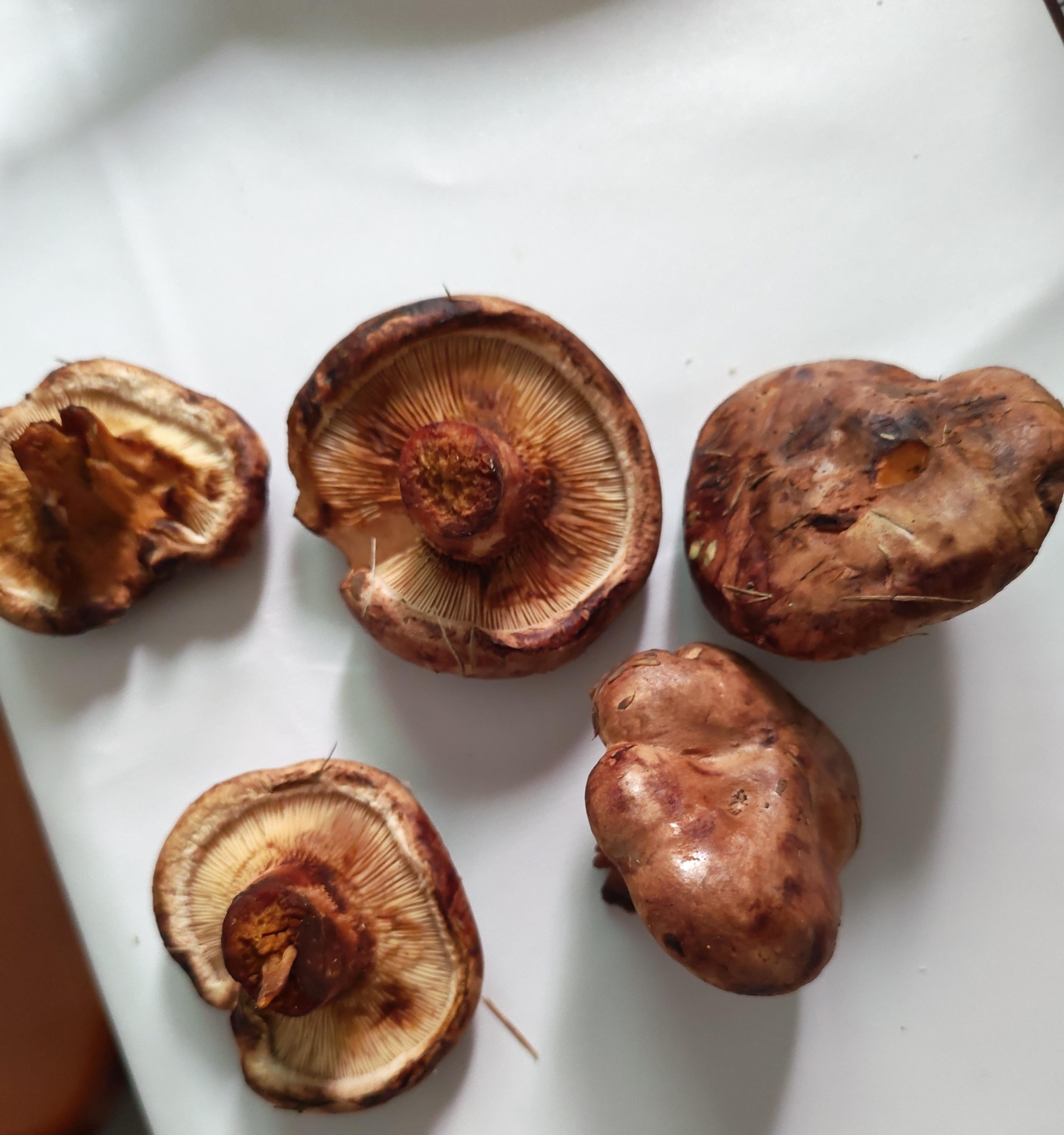 谁认识这蘑菇?长得和色丁菇挺像