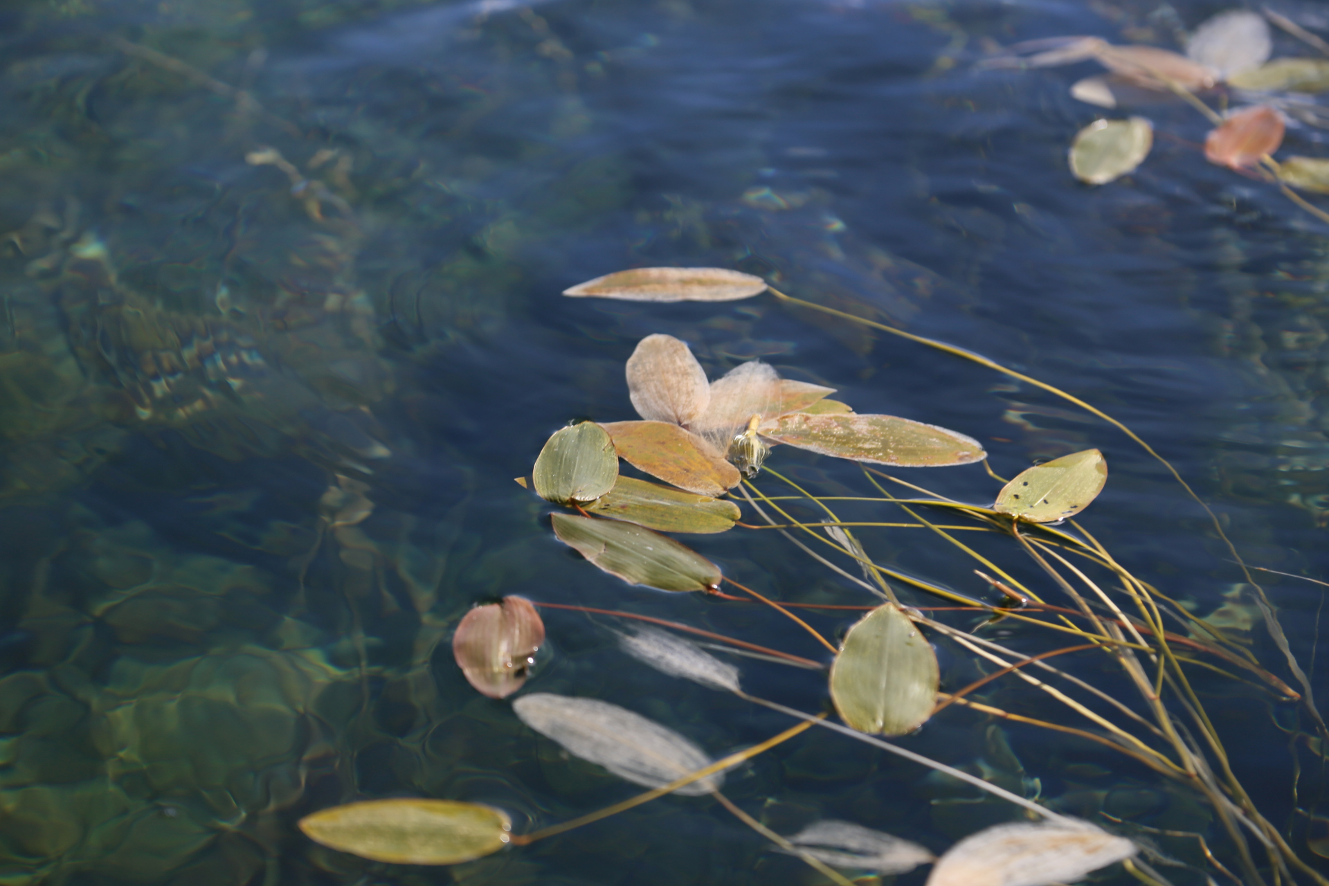 水性杨花波叶海菜花图片