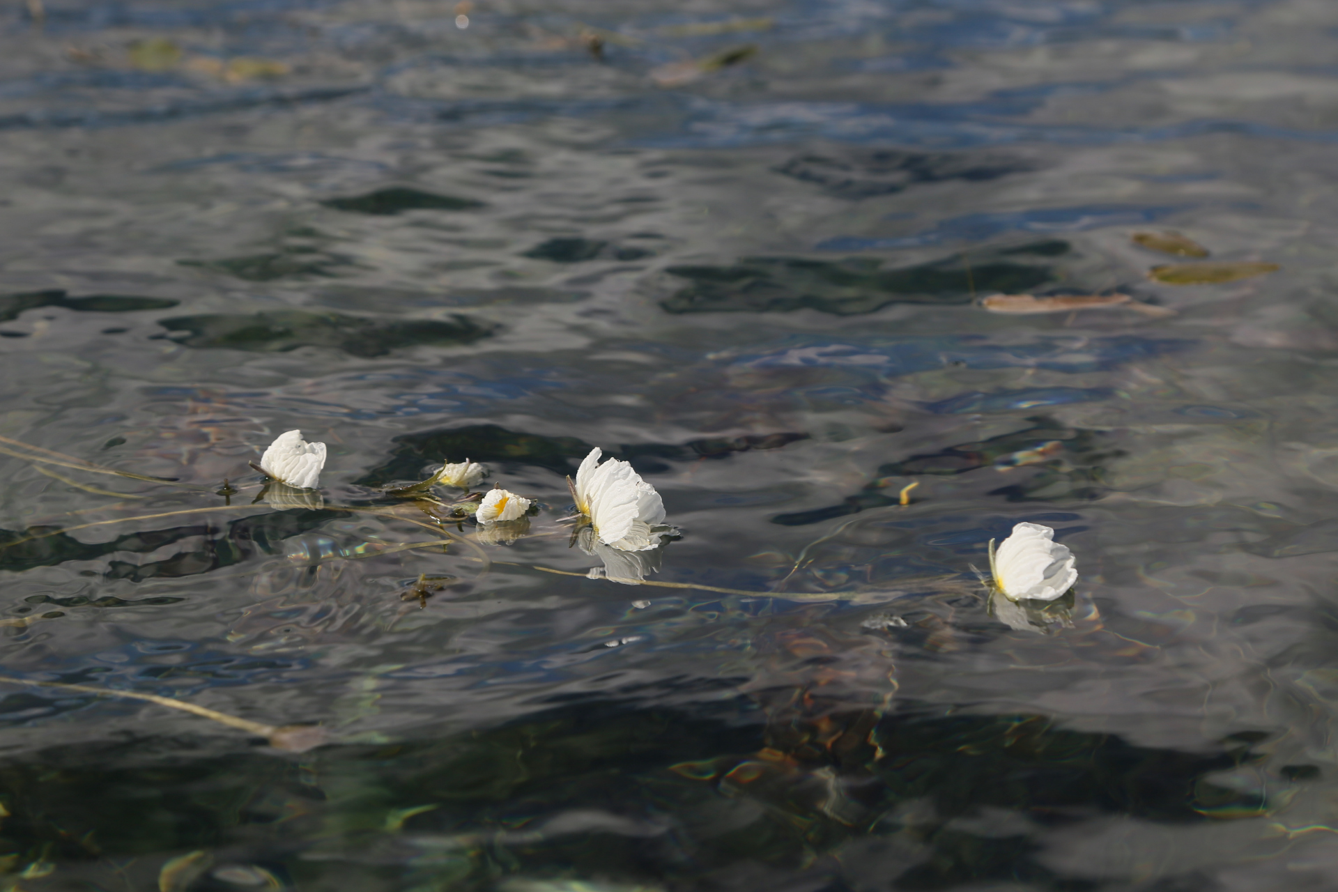 波叶海菜花图片