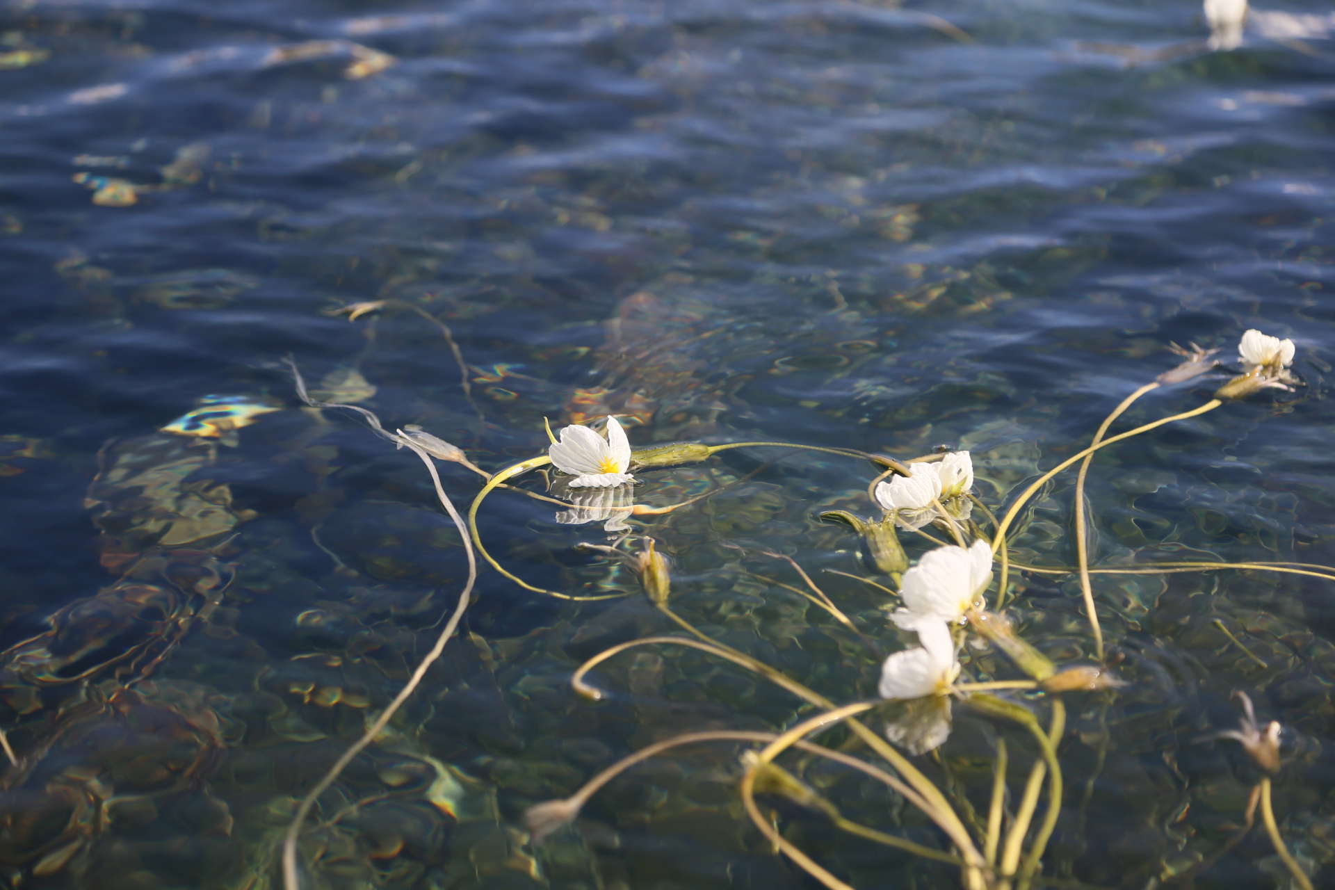 泸沽湖有名的奇景:水性杨花.