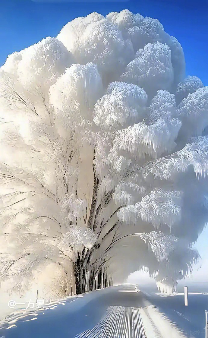 一片片晶莹剔透,洁白如玉的雾凇,宛如穿上了一层洁白的纱衣