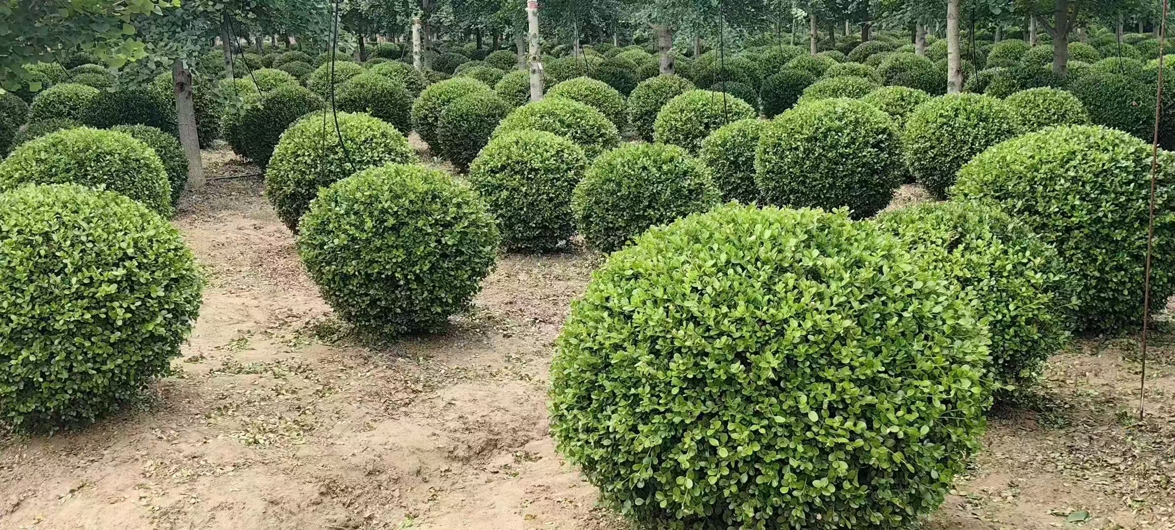 苗木哪家好