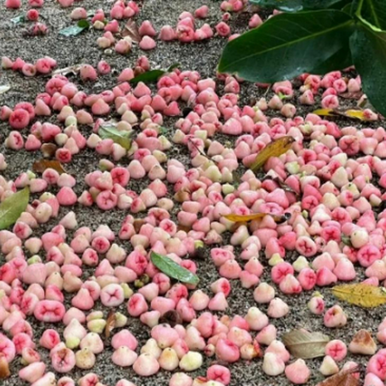 吃完饭,在小区散步,发现几颗树下落满了花,走近一看,发现是果子,满满