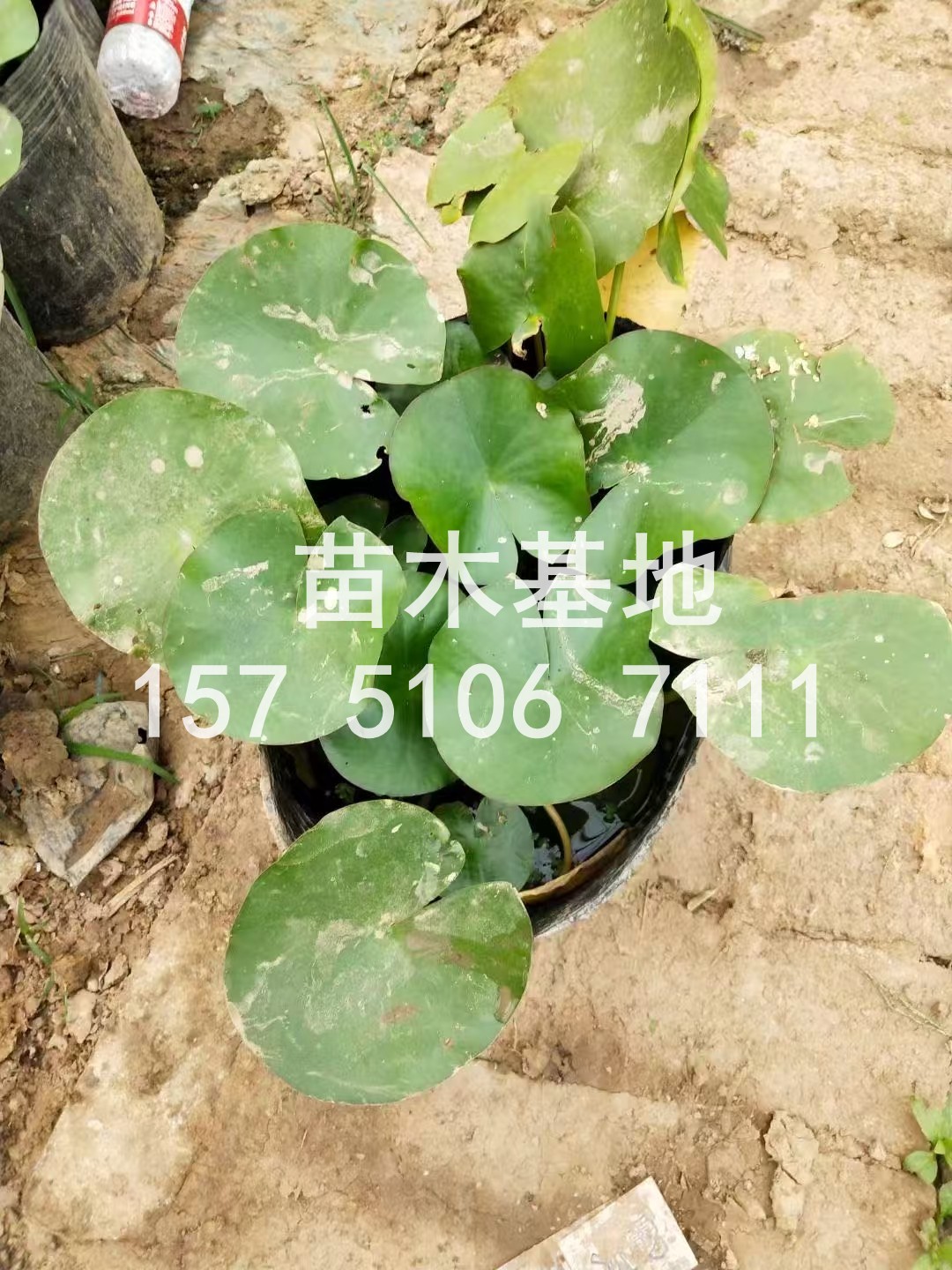 现在市面上草坪种类挺多像百慕大黑麦草高羊茅