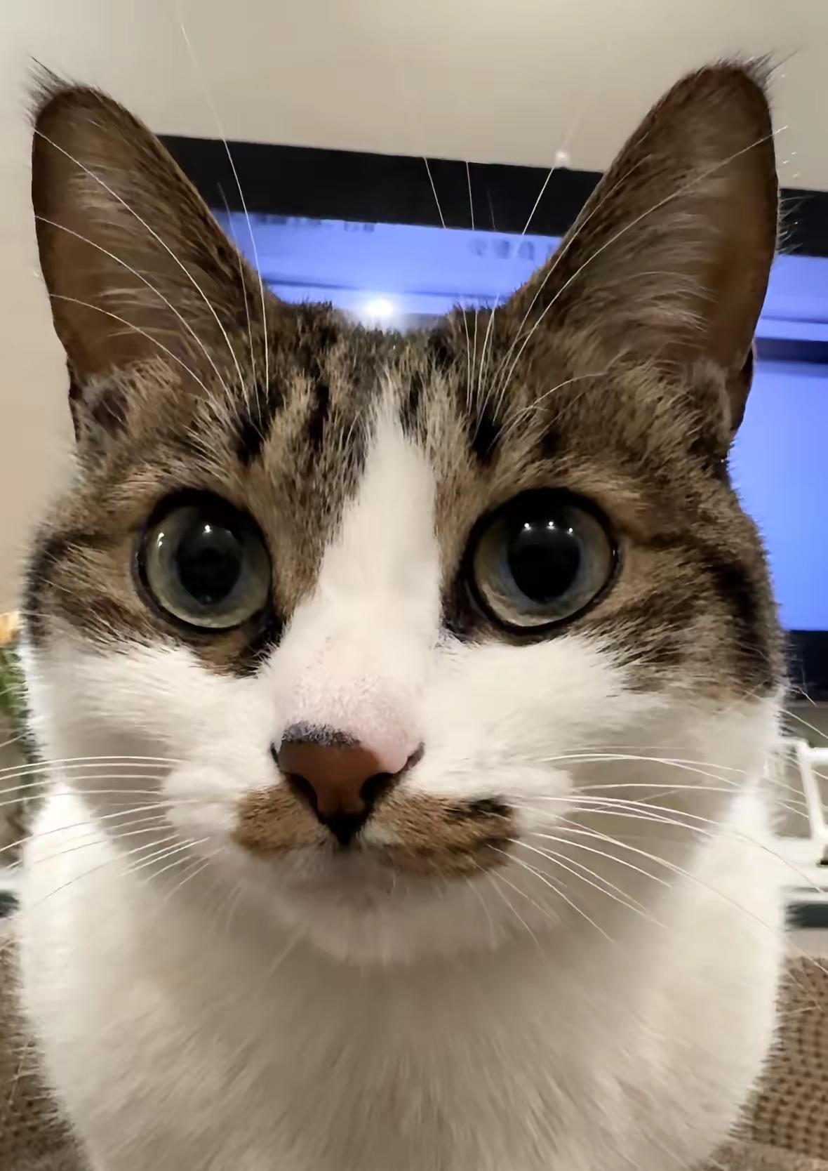 这几只猫咪活脱脱小霸王