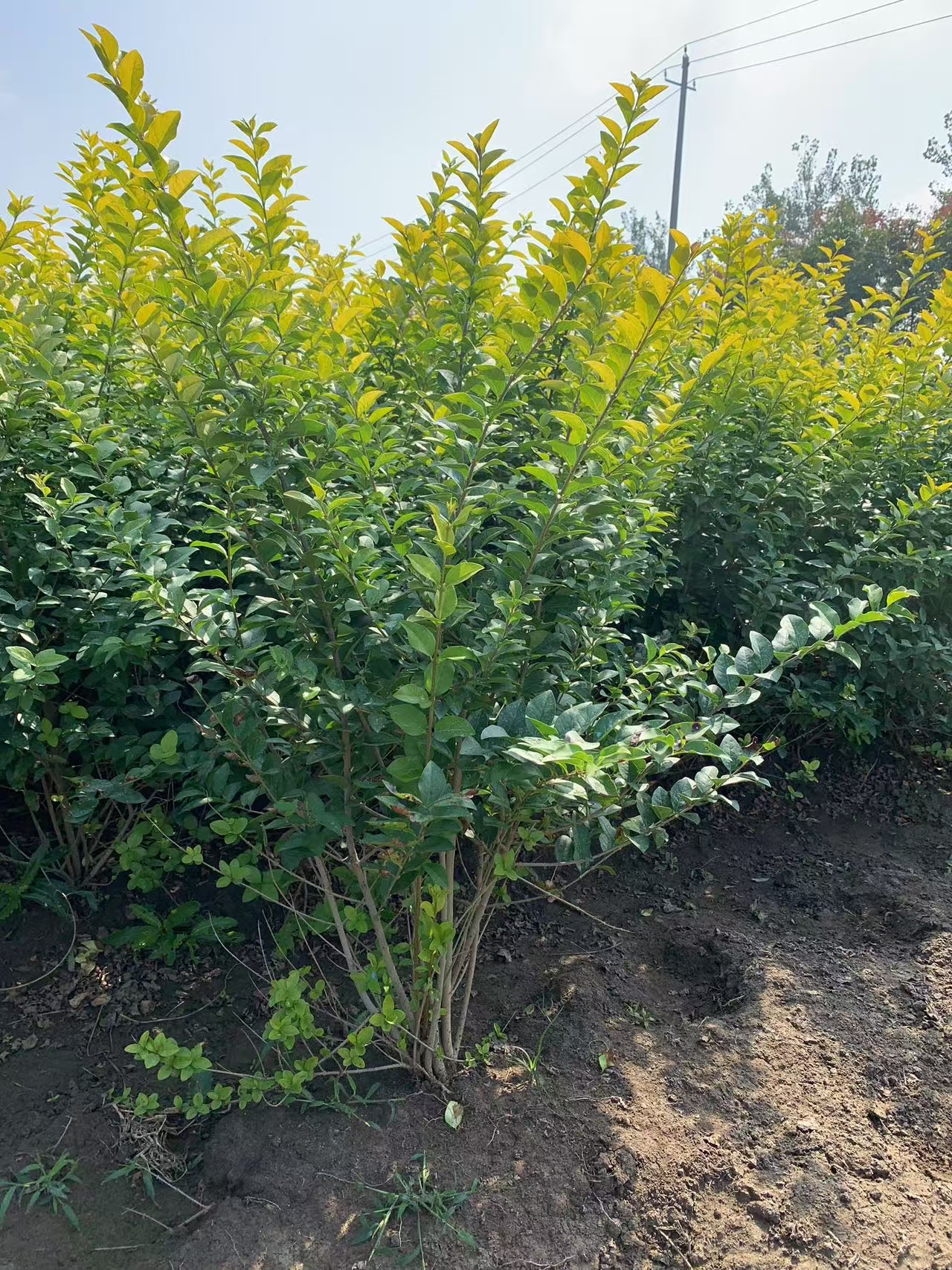 保定地区知名绿化苗木基地质量与服务双保障 说到种树搞绿化很多人