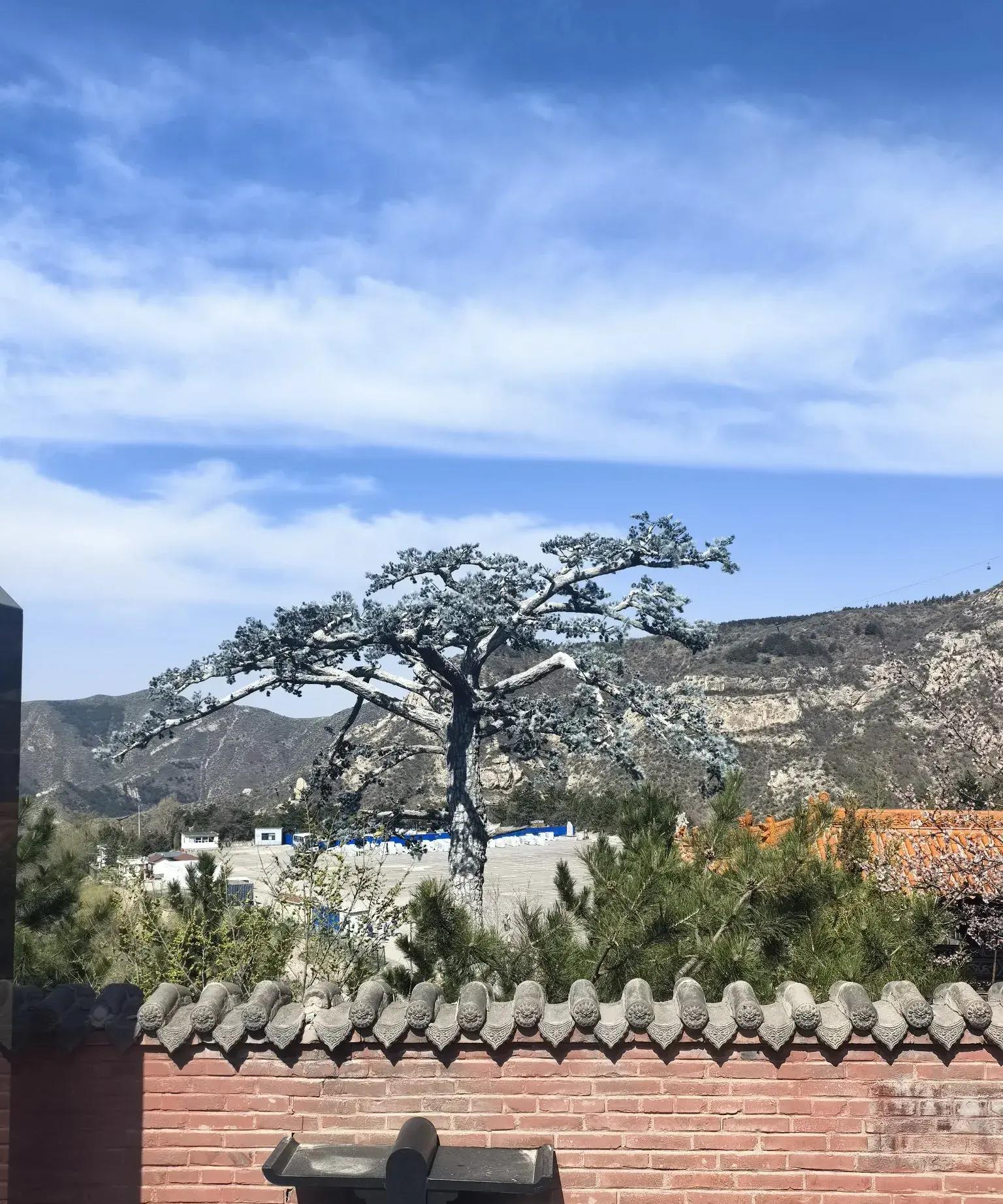 5月31日是端午节,我寻思婆婆大概没买粽子呢,就打算给她送几个过去