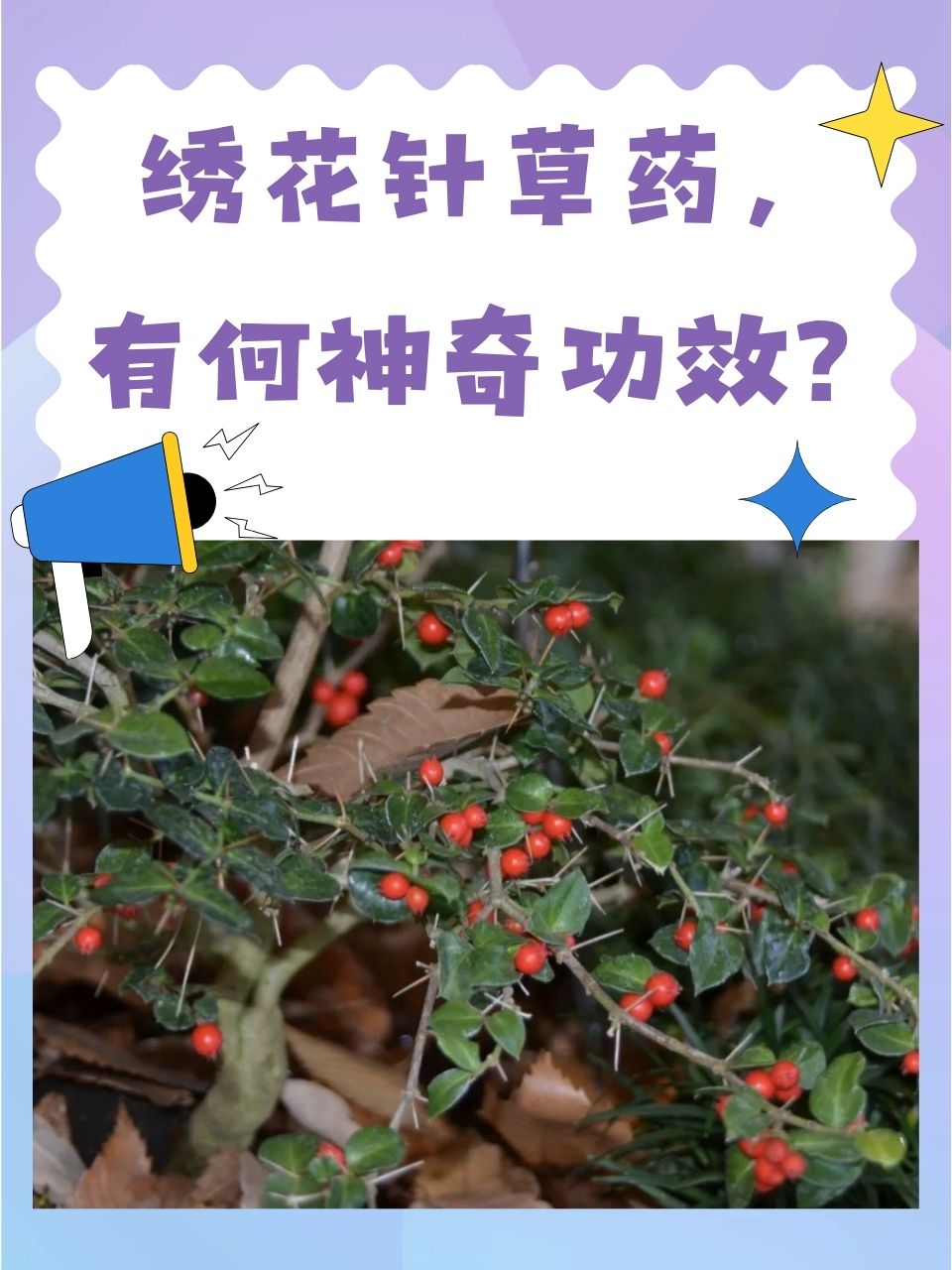 绣花针草药的功效