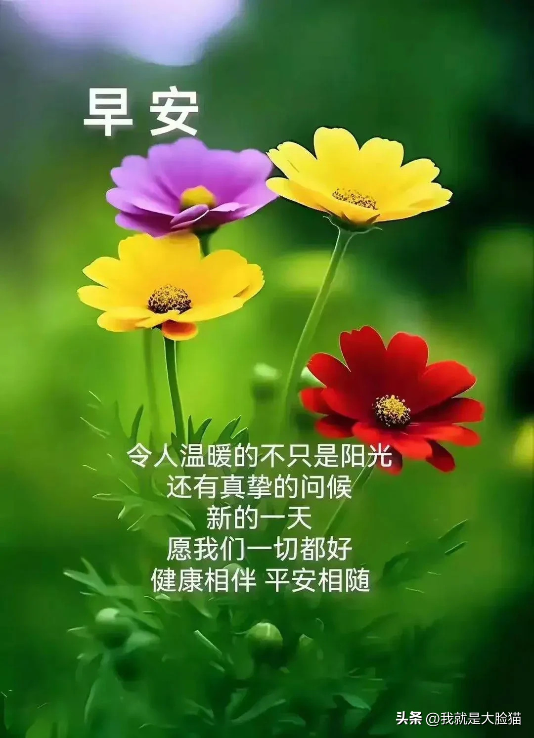 早安你好快乐,是长寿的秘方,可以延长生命旅程;友谊,是彼此牵挂的桥梁