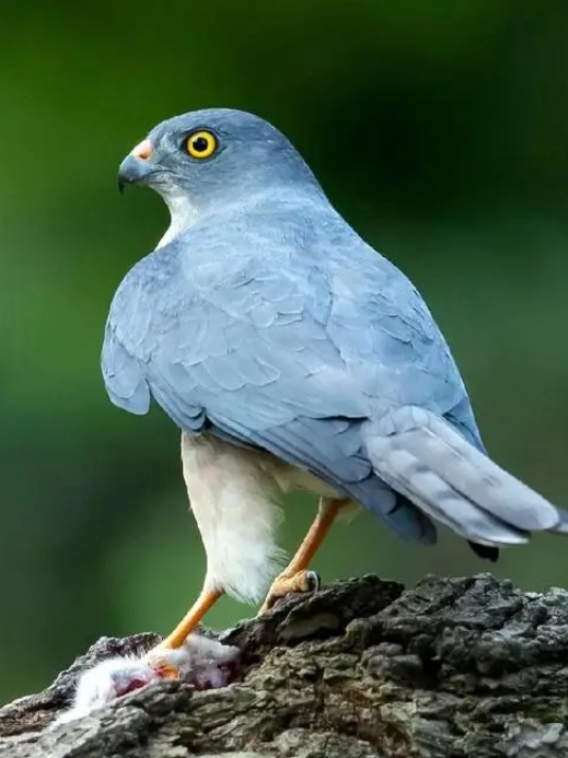 赤腹鹰擅长操控气流,能在空中悬停,这在其猛禽界中颇为独特