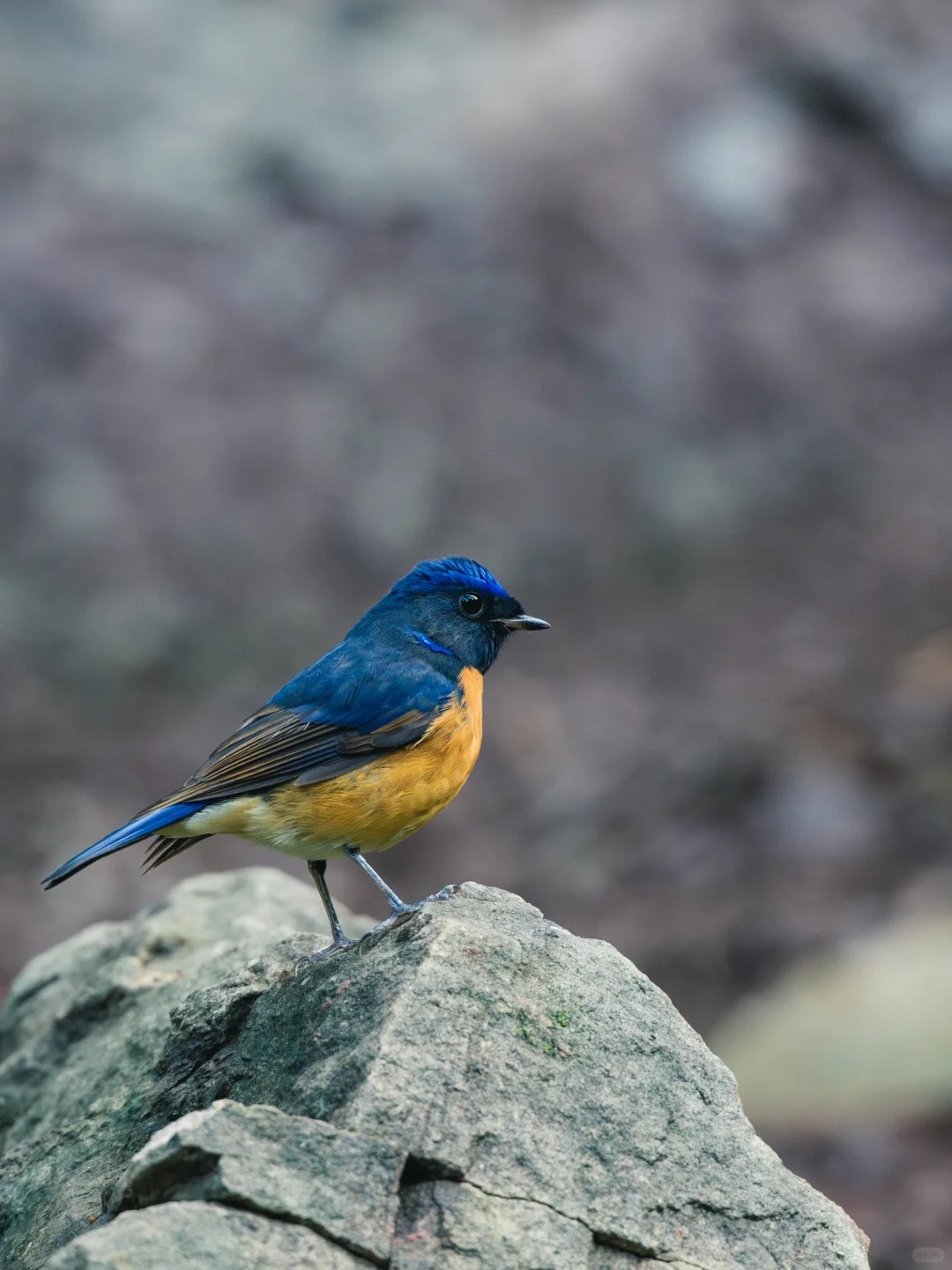 深秋时分,正是北半球候鸟南迁日子,重庆鸿恩寺作为南迁