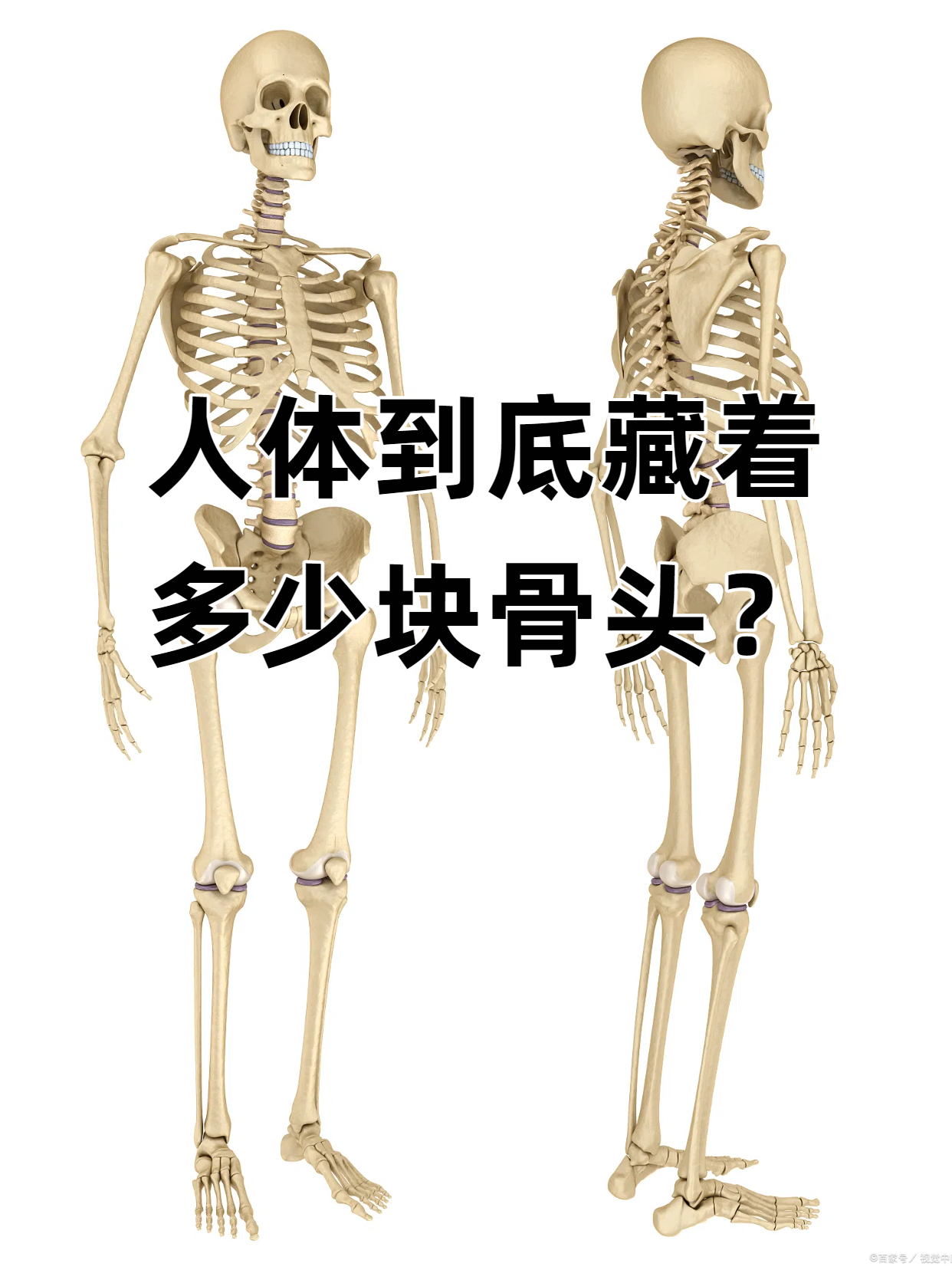 这些骨头相互连接,构成了人体的支架,支撑着身体,保护着内脏器官,还让