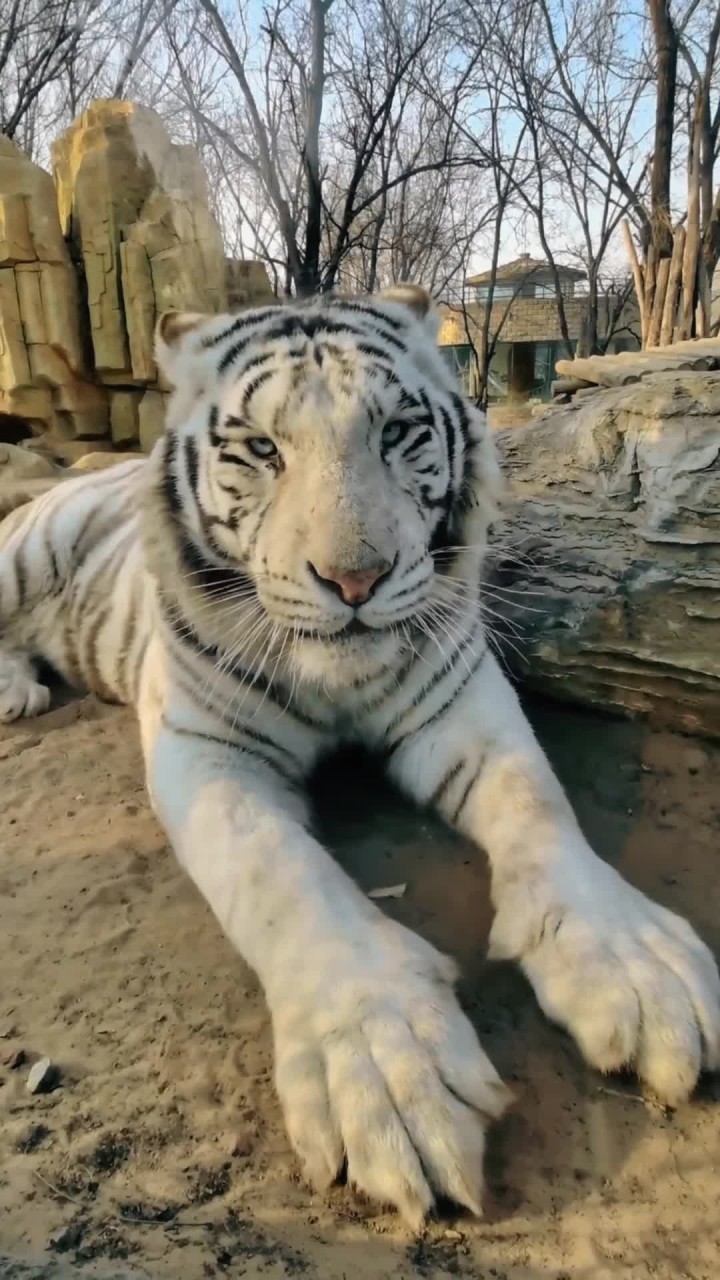 上世纪六十年代,印度人为了让仅有的白色雄性老虎莫汗的基因延续下去