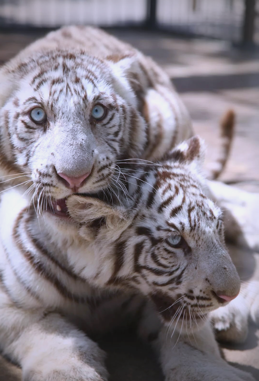 上世纪六十年代,印度人为了让仅有的白色雄性老虎莫汗的基因延续下去