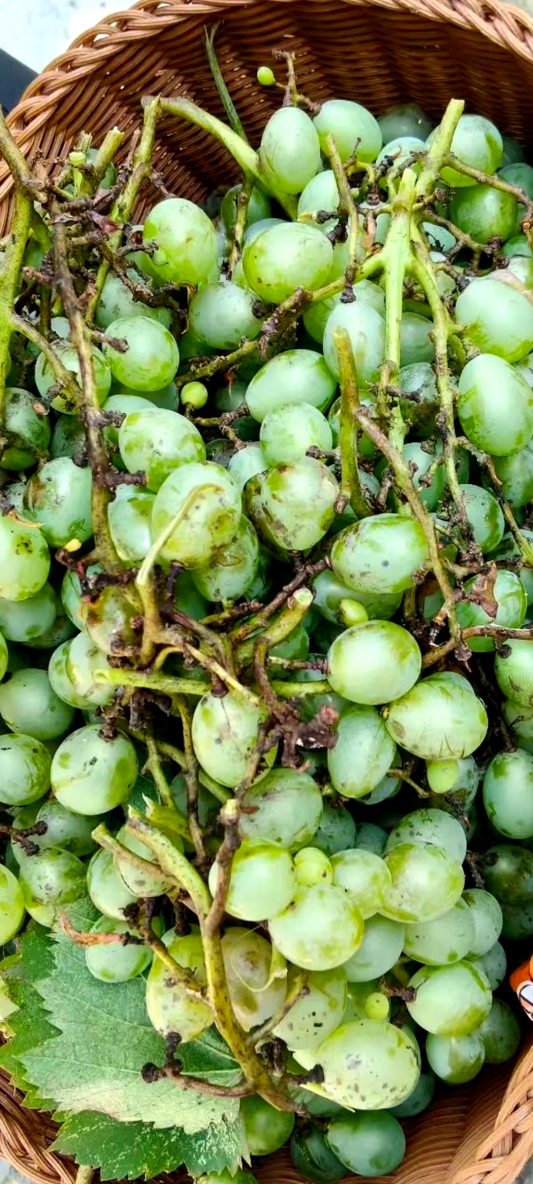 当时,邻居奶奶提着一篮自家种的葡萄到我家,女儿和儿子都在家