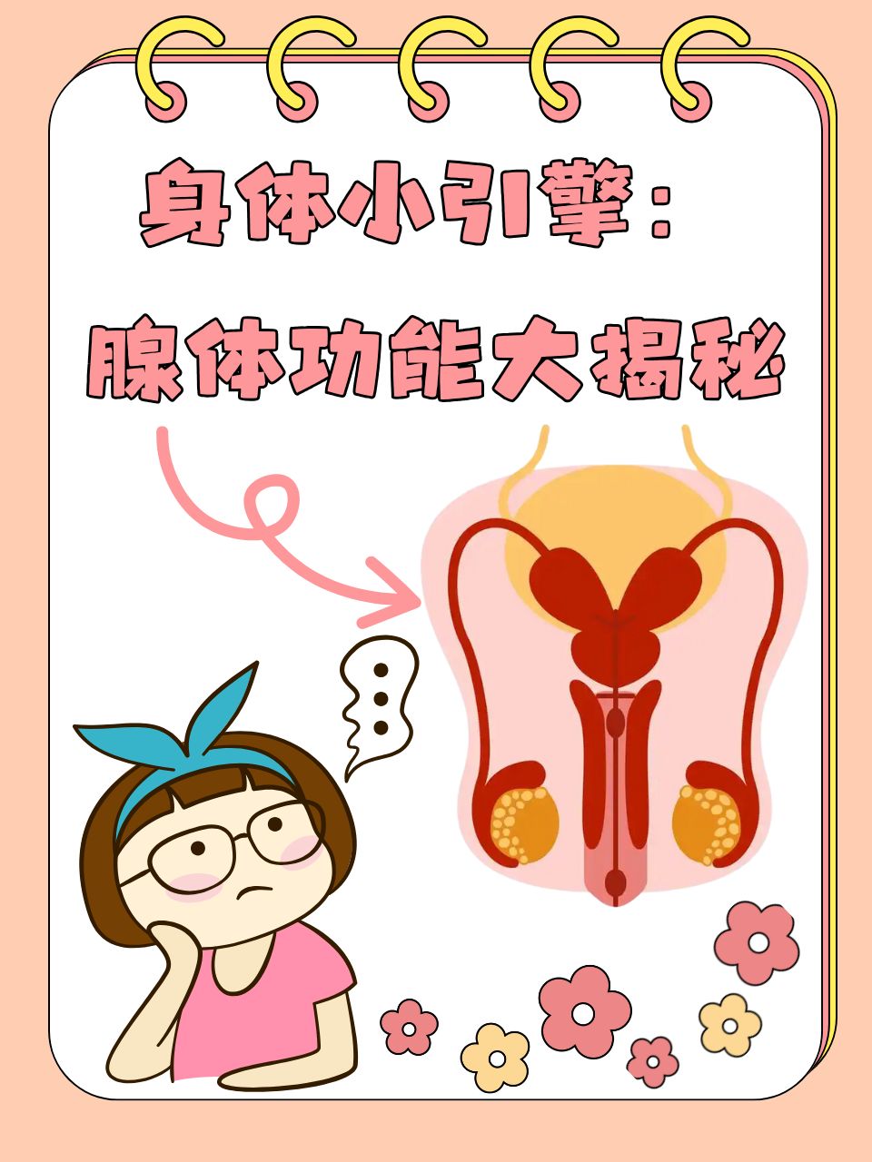 身体小引擎:腺体功能大揭秘
