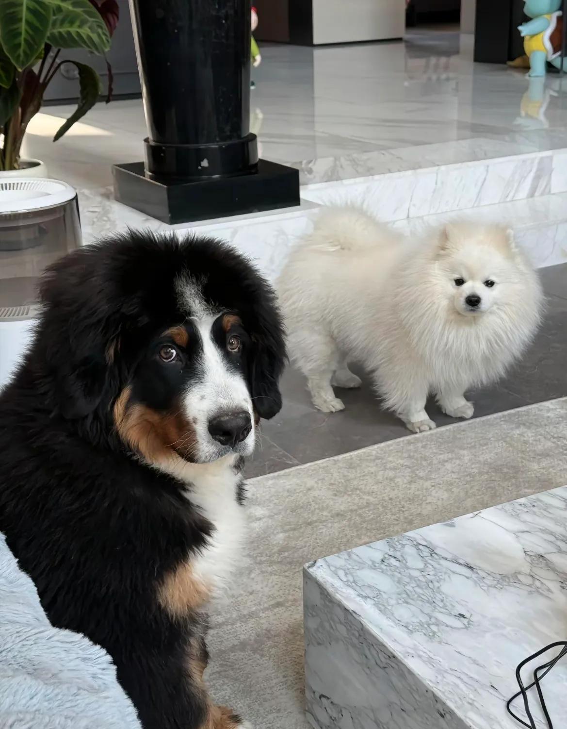 烟台莱山伯恩山犬啾啾的主人分享啾啾在家里玩耍的场景萌翻一众