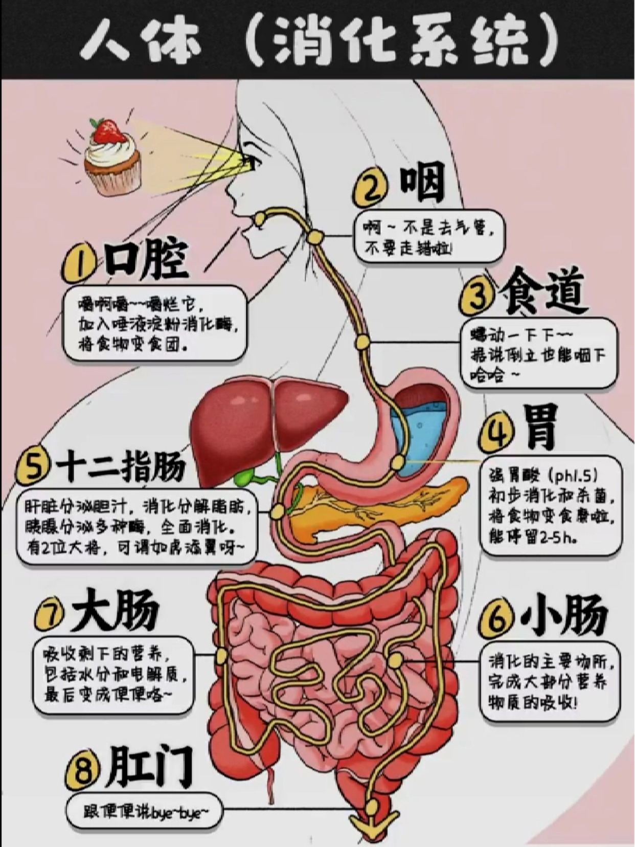 小学人体消化系统组成图（可打印）的简单介绍