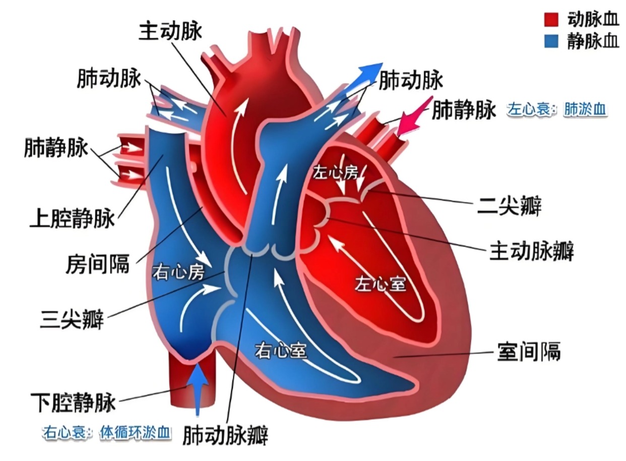 体循环:左心室→主动脉→各级动脉→全身毛细血管网→各级静脉→上侣