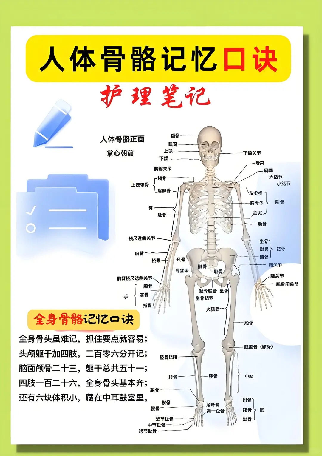 人体部位骨头名称端骨人体有哪些关节人体骨骼共多少人体全身都是块