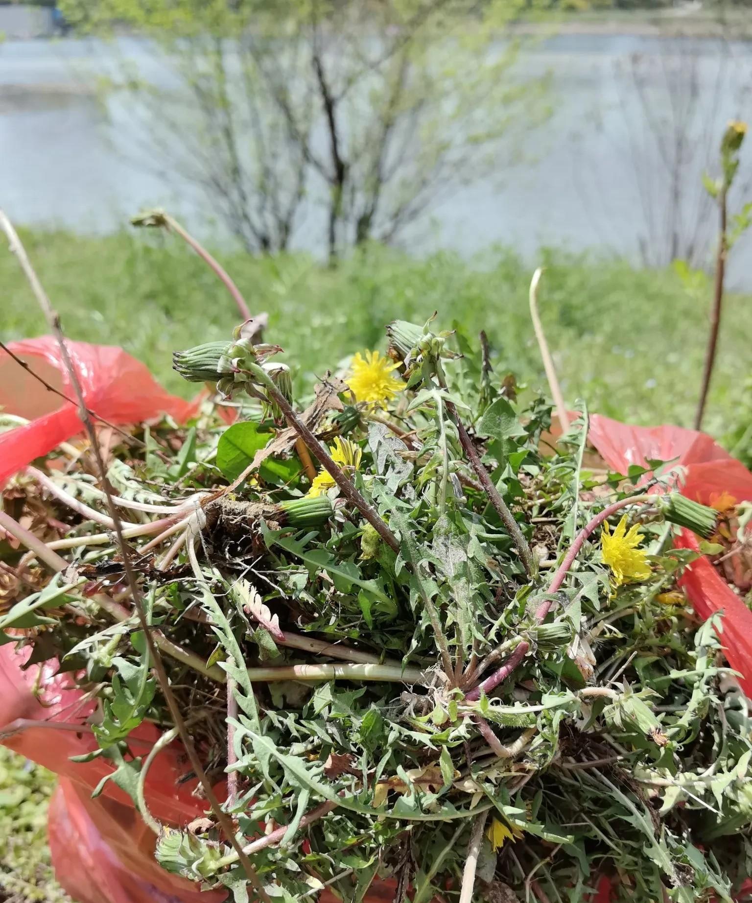 奉劝大家不要去挖蒲公英