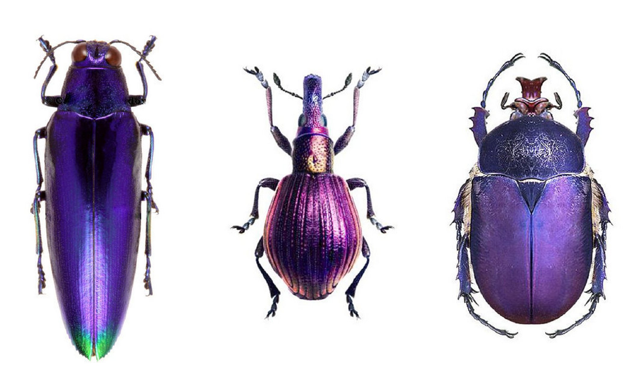 昆虫素材——甲虫