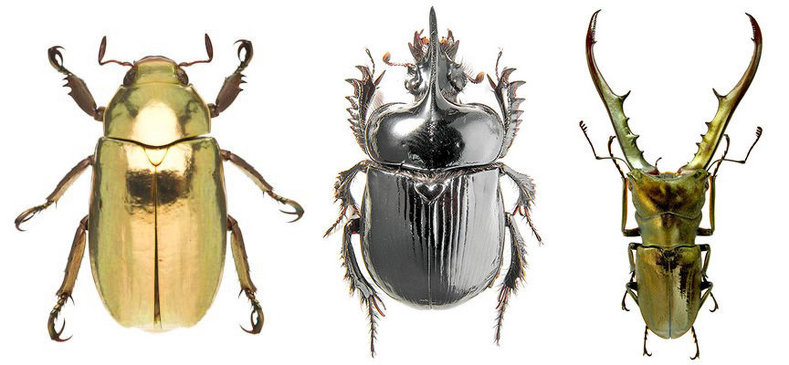 昆虫素材——甲虫