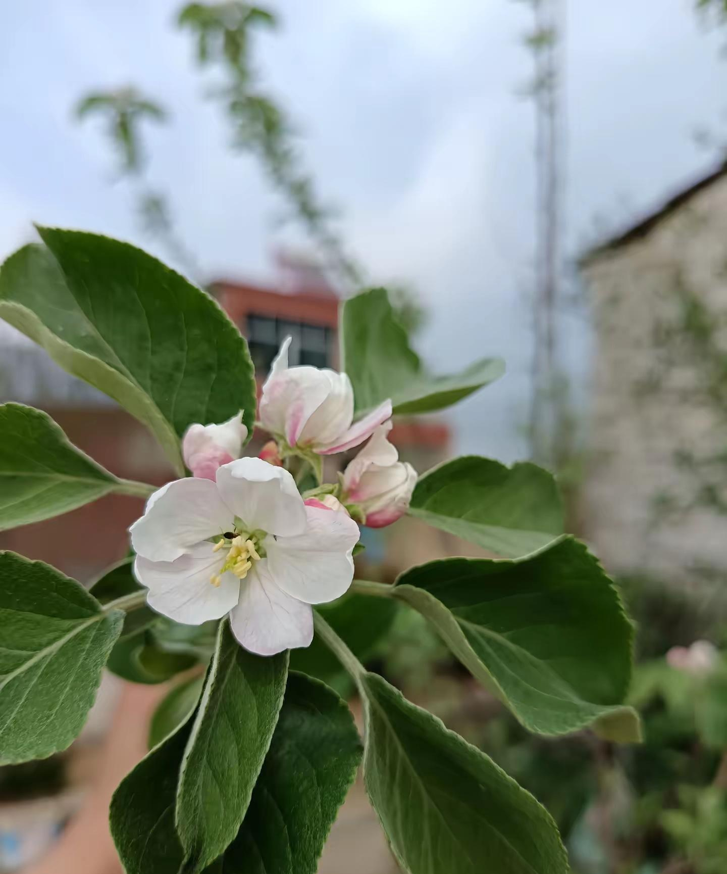 三年前在网上买的假樱桃树苗,虽然被骗了,但我还是把它种到了果园里