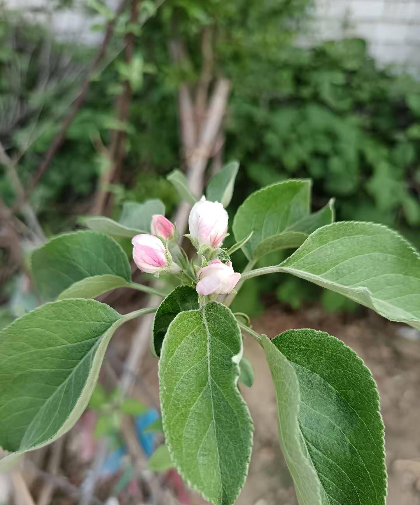 三年前在网上买的假樱桃树苗,虽然被骗了,但我还是把它种到了果园里