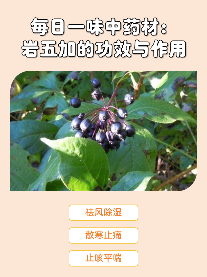 今天就来跟我一起了解岩五加的功效与作用吧!