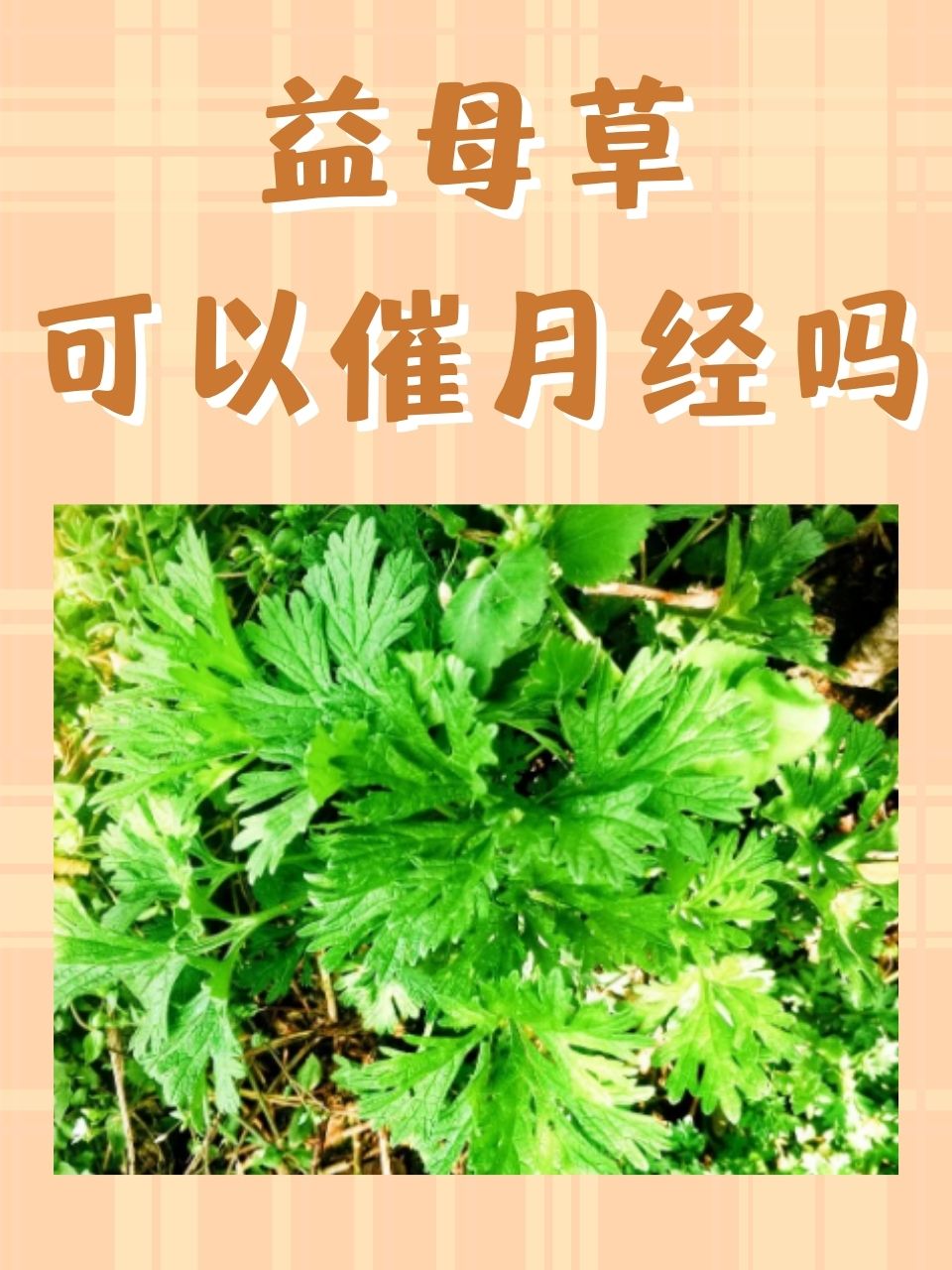 对月草怎么吃调月经图片