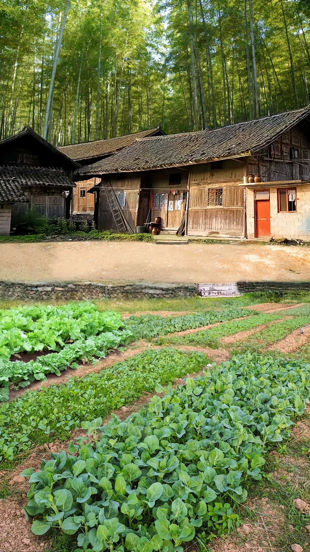 平凡的生活里没有诗和远方,农村的菜园里摘摘菜,拍拍琐碎的小美好,致