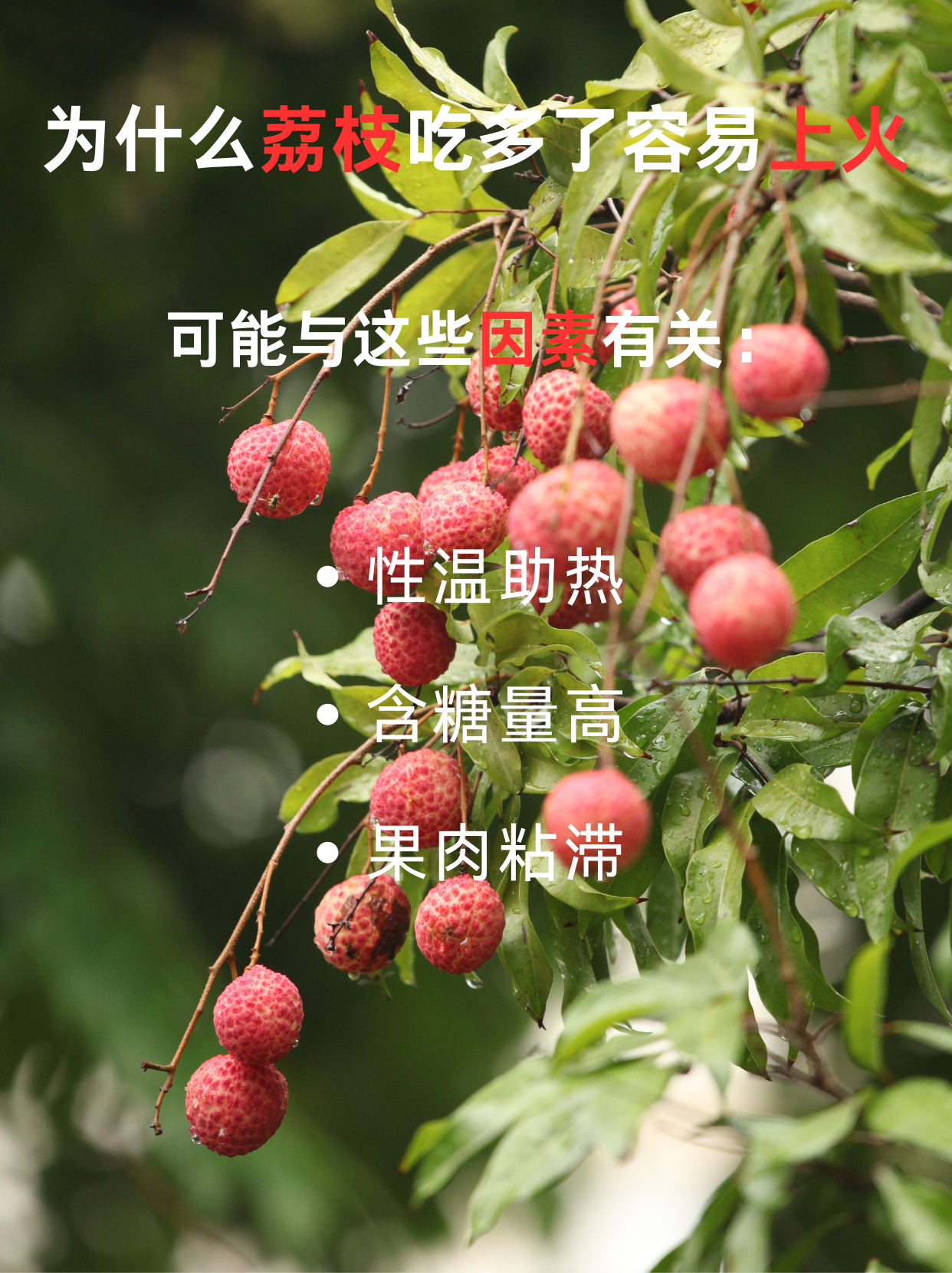为什么吃荔枝会上火