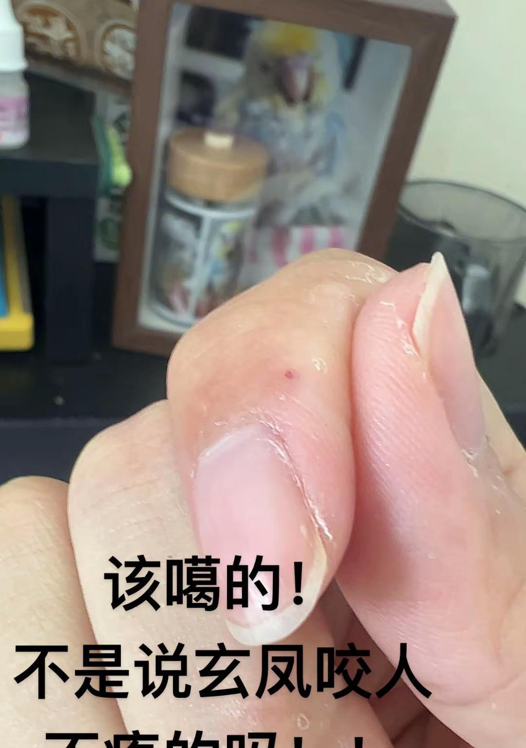 咬合力超乎想象.玄凤鹦鹉的小嘴一点都不娇嫩