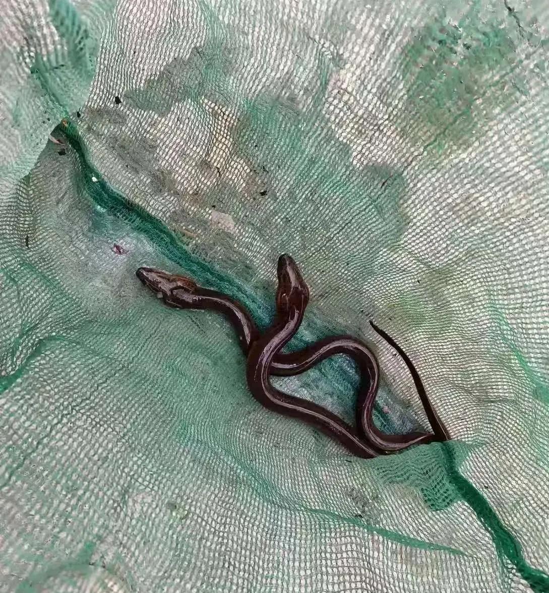 亲戚今天抓了两条黄鳝,嫌麻烦就送给我们了