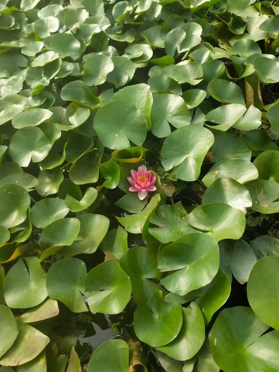 刺老芽树苗购买指南高成活率值得信赖 想种刺老芽?