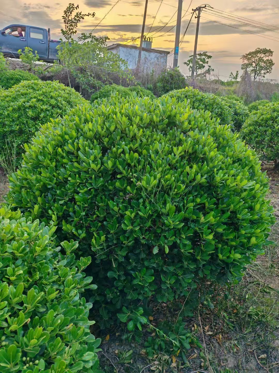 刺老芽树苗购买指南高成活率值得信赖 想种刺老芽?