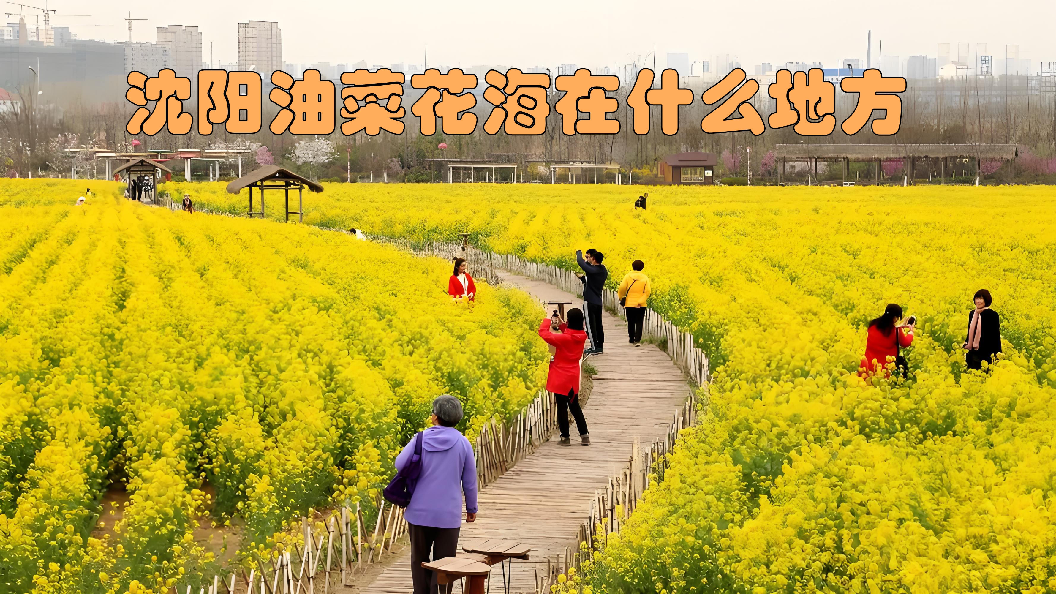 北海赤西村油菜花地址图片