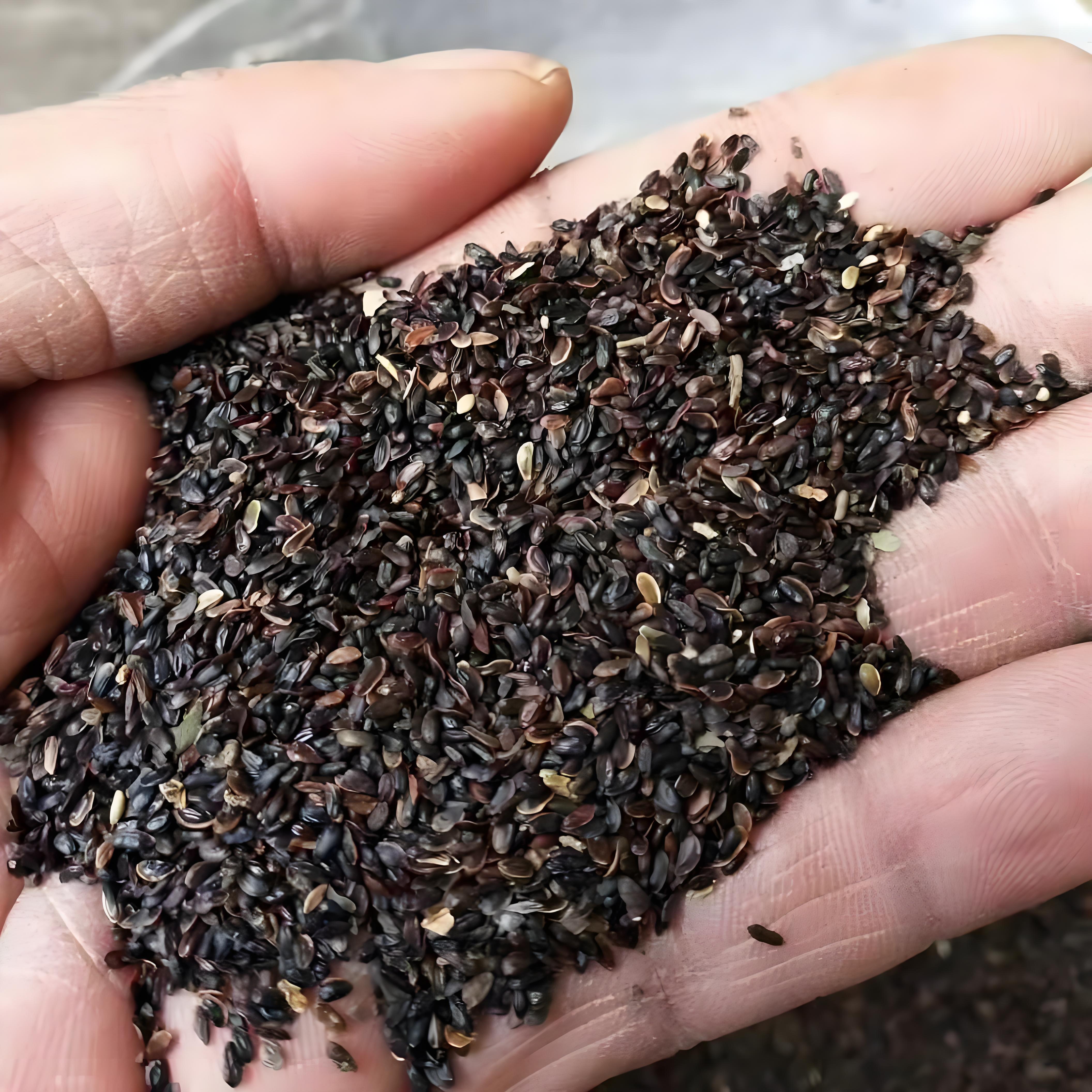 首先,选种是关键.洋桔梗的种子有很多种,要根