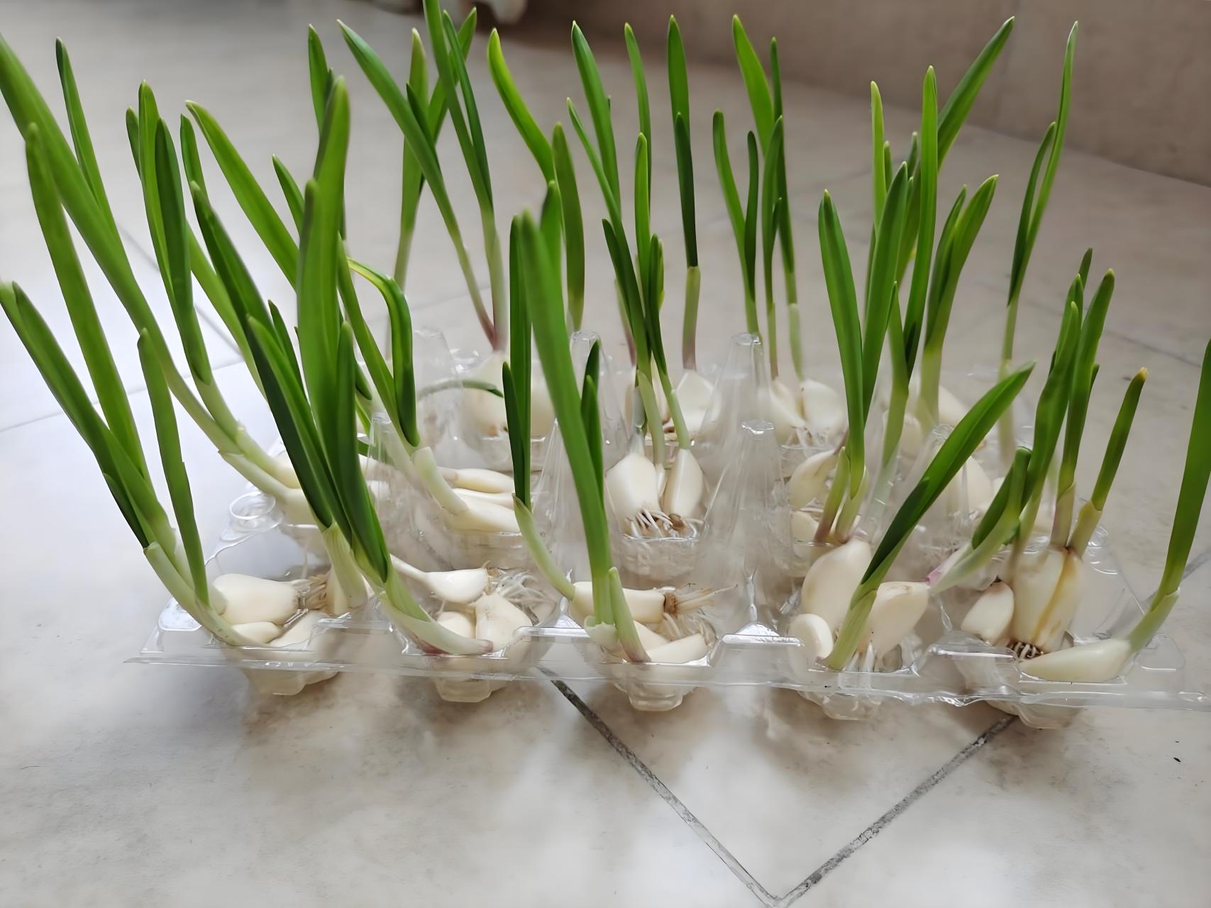 05你们是不是也好奇水培大蒜到底是个啥玩意儿?