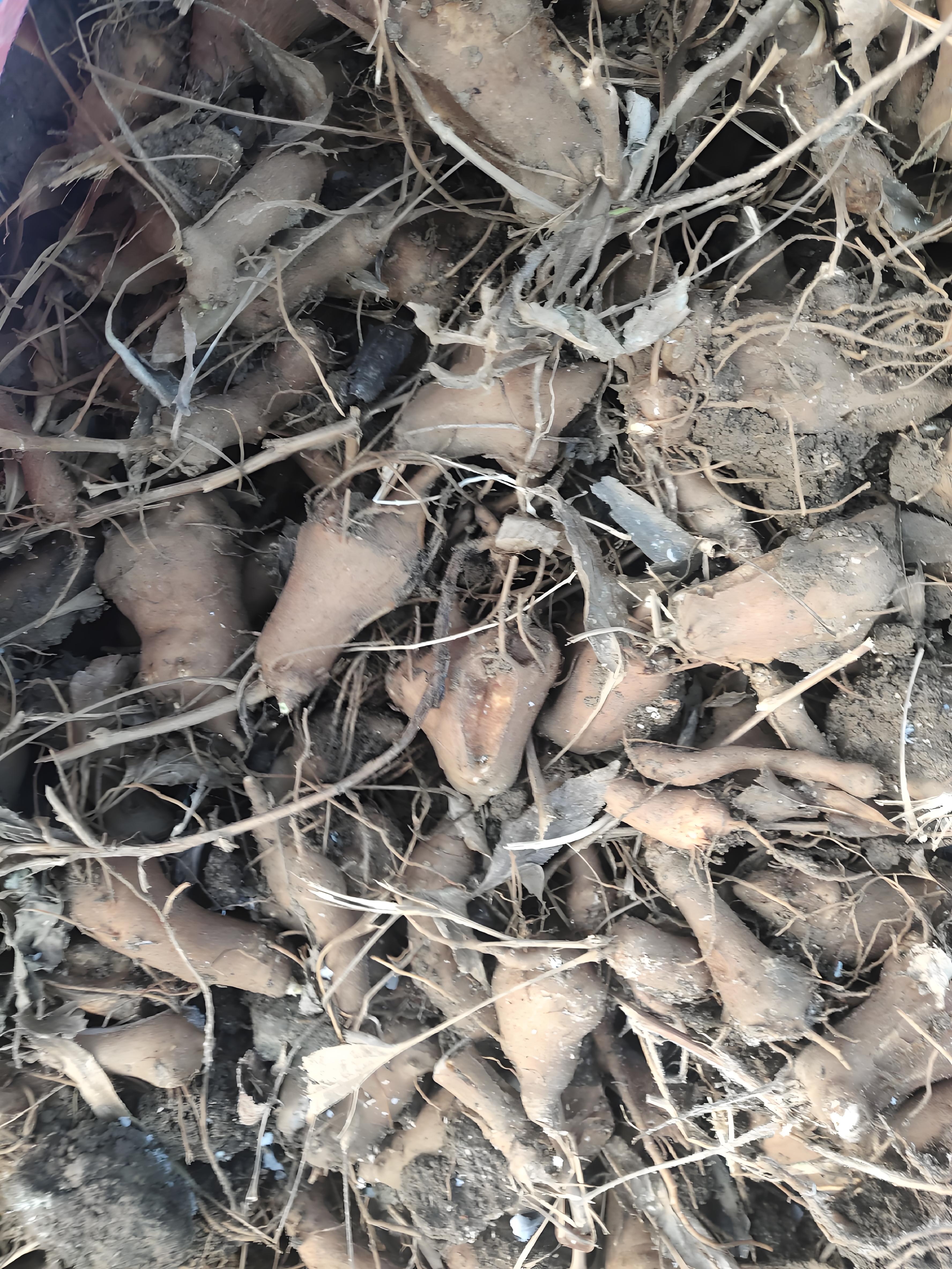 那片肥沃的土地上,晨光微露,露珠在白术叶尖上跳跃,仿佛是大自然最