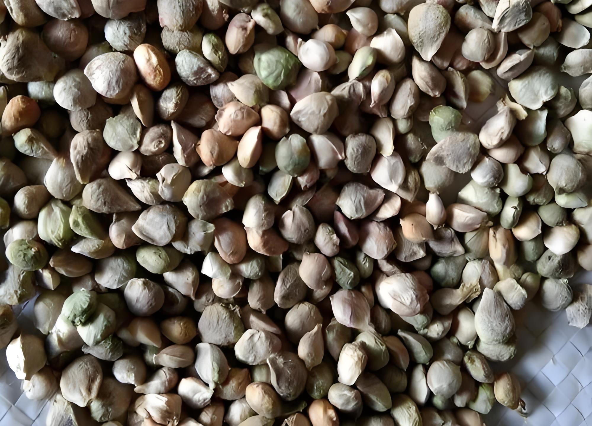 嘿小伙伴们,你们有没有试过在家里的阳台或小菜园里播撒下希望的种子